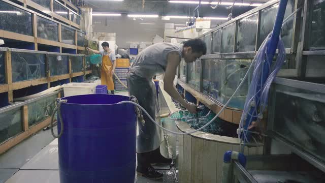 中国广州水产市场。视频素材