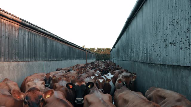 奶牛站在牲口棚外面视频下载