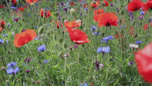 野花——草地上的罂粟花、矢车菊、雏菊。视频素材