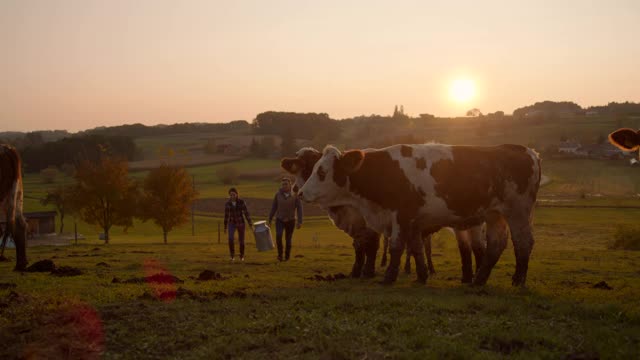 一对夫妇扛着一桶牛奶穿过牧场视频下载