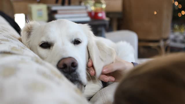 金毛猎犬在沙发上休息视频素材