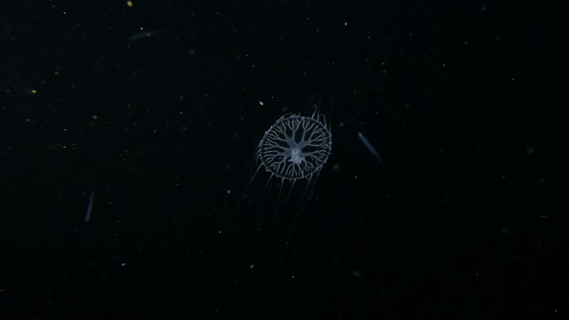 小小的纽扣状水母在黑海中游动视频下载