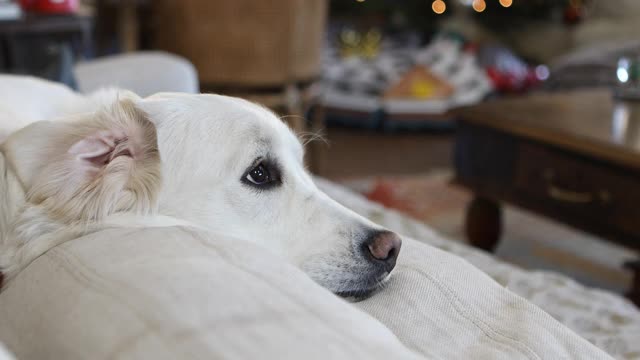 金毛猎犬在沙发上休息视频素材