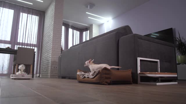 宠物狗对着正在工作的机器人真空吸尘器吠叫视频素材