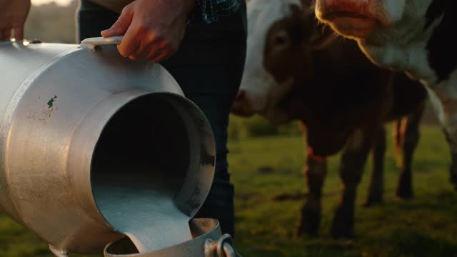 农夫从一个桶倒牛奶到另一个桶视频素材