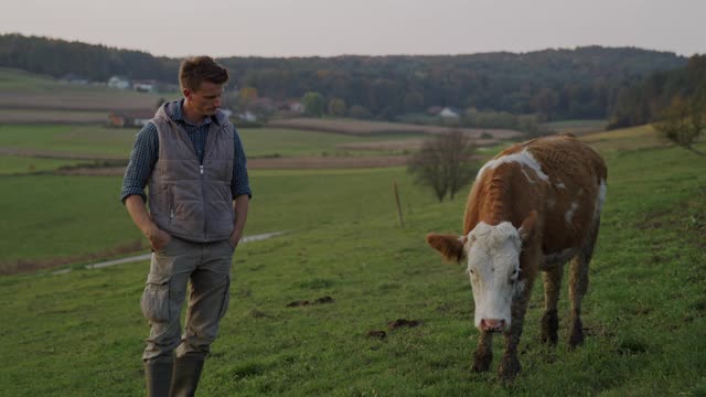 SLO MO Farmer在牧场上奶牛旁边摆姿势视频素材