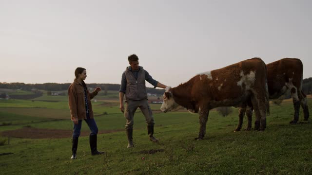 一对夫妇在牧场上抚摸两头奶牛视频素材