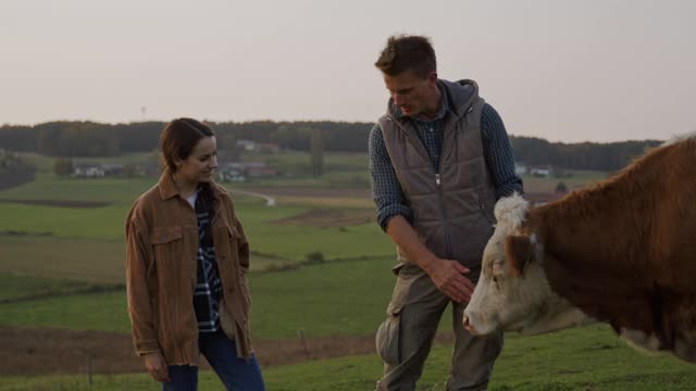 SLO MO夫妇在牧场奶牛旁边摆姿势视频素材
