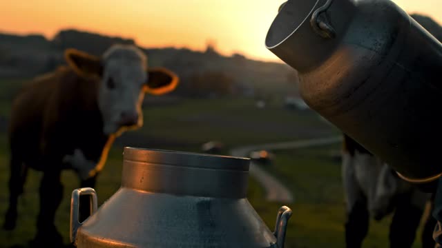 日落时分，农夫将牛奶倒进桶里视频下载
