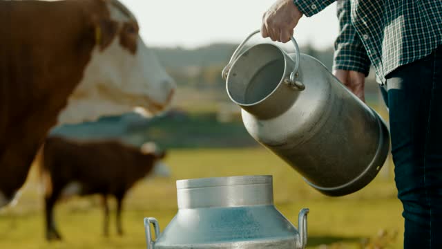 在牧场上往桶里倒牛奶的农民视频素材