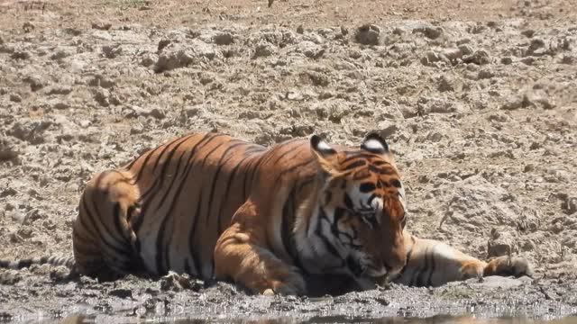 印度最大的老虎之一正在饮用印度中部的池塘里的水视频素材