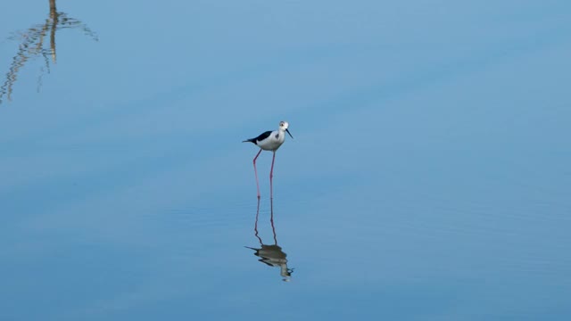 一只长着黑色翅膀的高跷正在蓝色的水中觅食。它在水中有一个清晰的倒影。视频下载