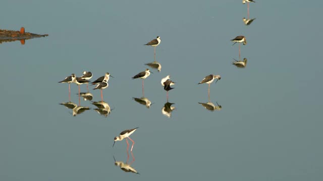 一群长着黑翅膀的高跷站在水里，有的在休息，有的在梳理羽毛。视频下载