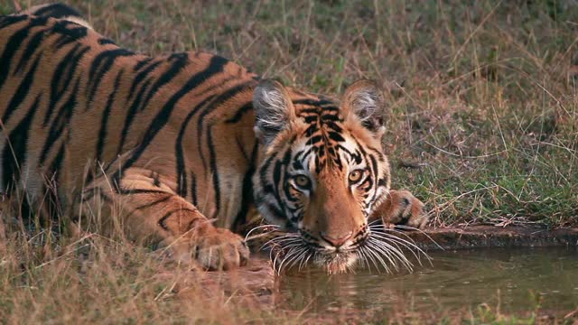 在印度中部，一只大老虎正在饮水视频素材
