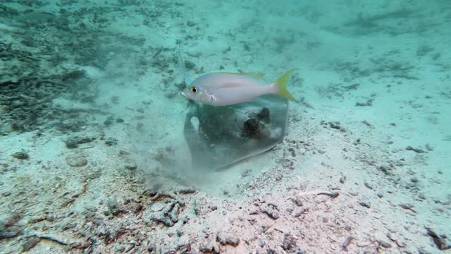 黄貂鱼游过泰国沙滩视频素材