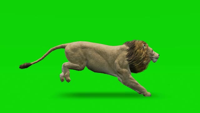 绿色屏幕上狮子奔跑的慢动作动画。概念动物、野生动物、游戏、返校、3d动画、短视频、电影、卡通、有机、色度键、角色动画、设计元素、可循环视频下载