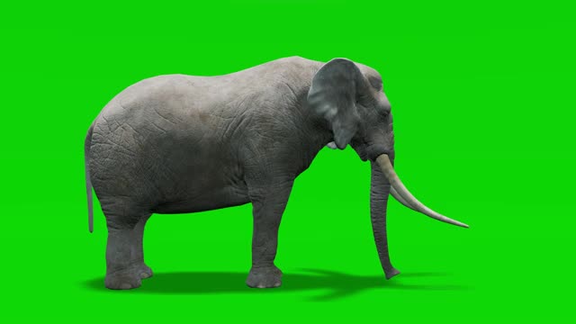大象在绿色屏幕上行走的动画。概念动物、野生动物、游戏、返校、3d动画、短视频、电影、卡通、有机、色度键、角色动画、设计元素、可循环视频下载