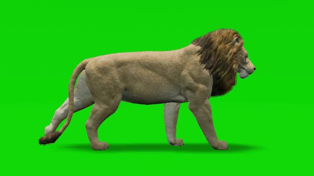 绿色屏幕上的狮子慢动作动画。概念动物、野生动物、游戏、返校、3d动画、短视频、电影、卡通、有机、色度键、角色动画、设计元素、可循环视频下载