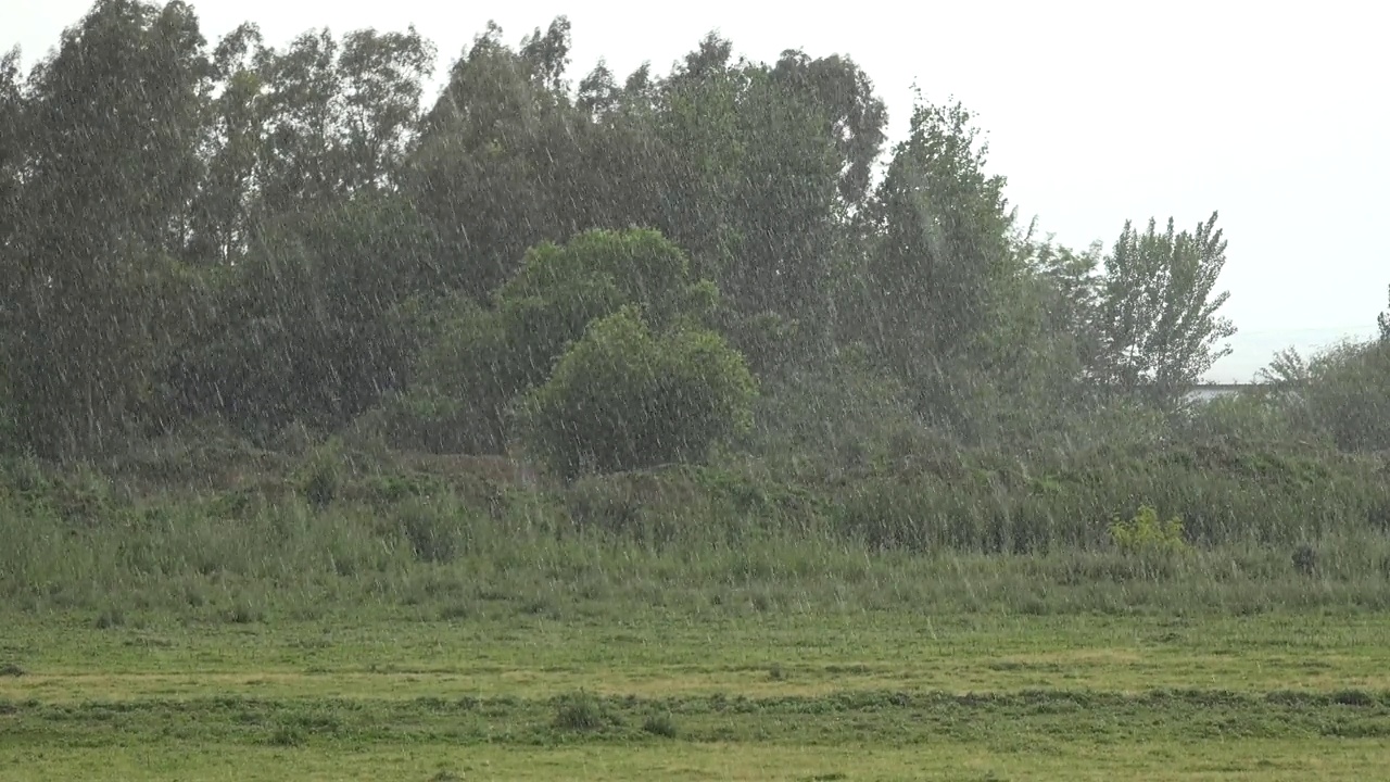 高沼地树上的大雨视频下载