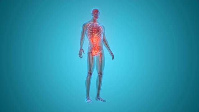 人体泌尿系统肾脏与膀胱解剖动画概念视频素材