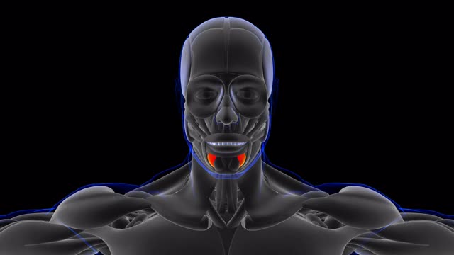 降阴唇下部肌肉解剖医疗概念环能够3D插图视频下载