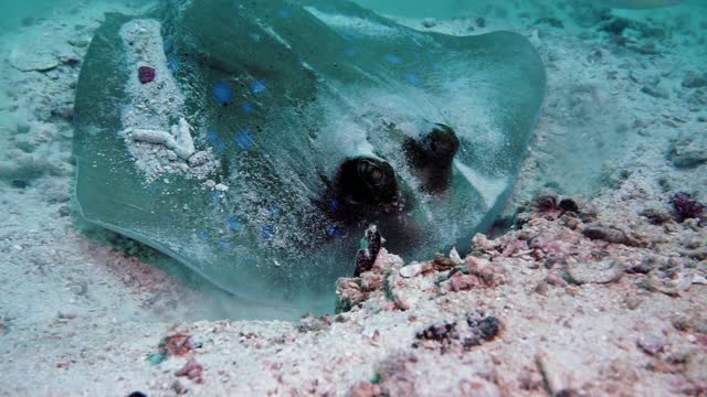 库尔黄貂鱼在泰国海底使用吸力进食视频素材