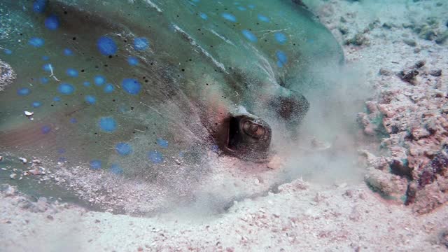 蓝斑面具(netrygon kuhlii)在挖沙子寻找食物视频素材