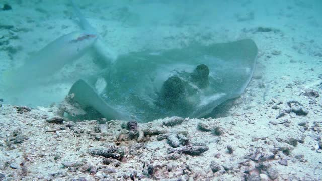 蓝斑黄貂鱼有毒的倒刺尾巴视频素材