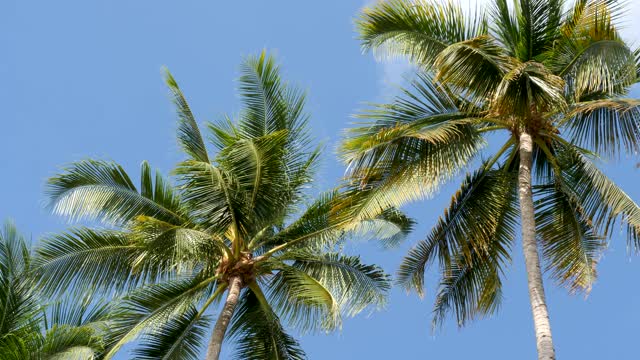 蓝天背景上的棕榈树视频素材