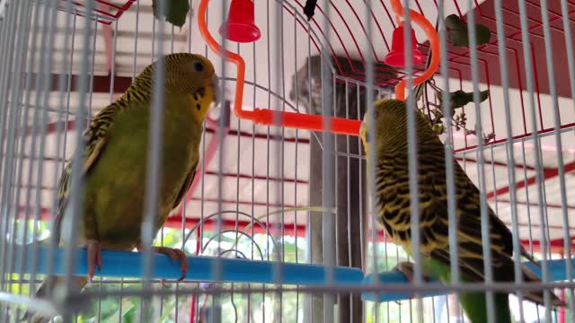在笼子里的情侣鸟的特写视频素材