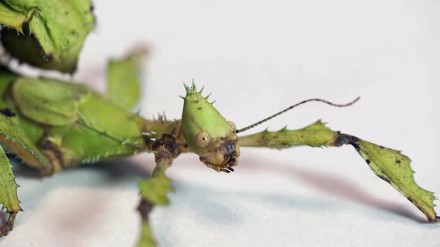 竹节虫身体特写的工作室拍摄视频素材