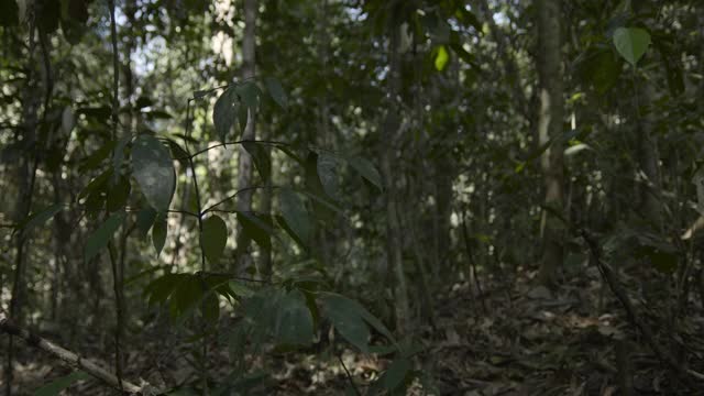 推土机穿过婆罗洲的雨林。视频下载