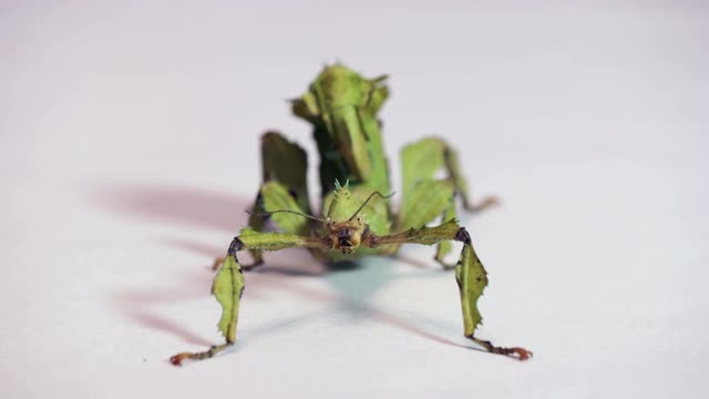 竹节虫或澳洲动物的微距镜头视频素材