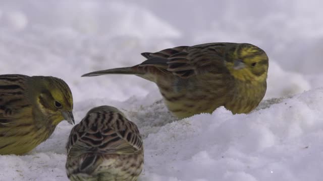 欧洲绿翅雀(绿翅雀)和切尔诺贝利地区的雪视频下载