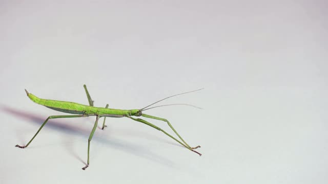 绿色拐杖昆虫节肢动物的摄影视频素材