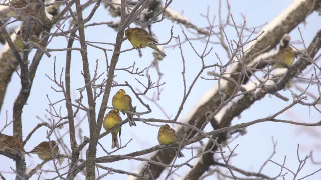 欧洲绿翅雀(绿翅雀)和切尔诺贝利地区的雪视频下载