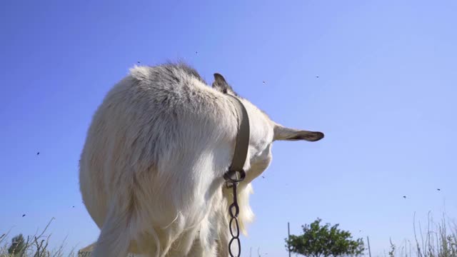 Goat Try Butting Head with Camera. Funny Goat Close-up视频素材
