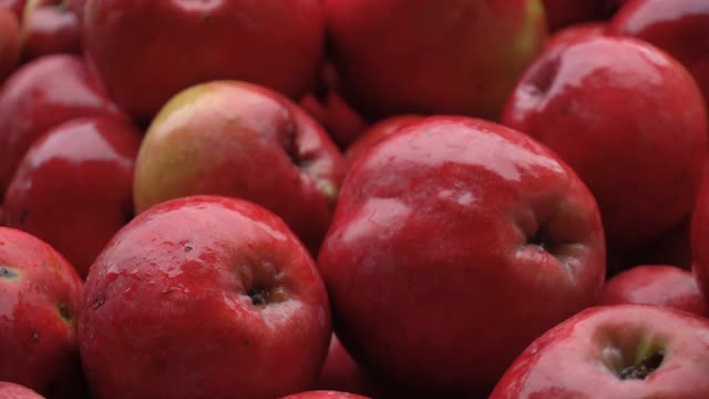 秋天是苹果收获的季节，在农场上，红苹果特写。视频素材