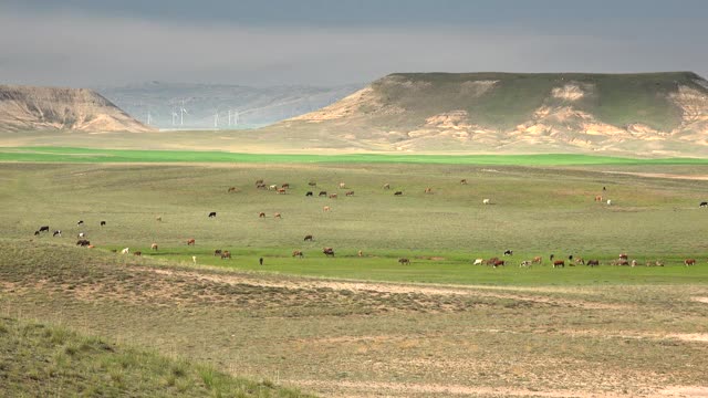 牛群放牧在平原旁边的平顶山地形视频下载