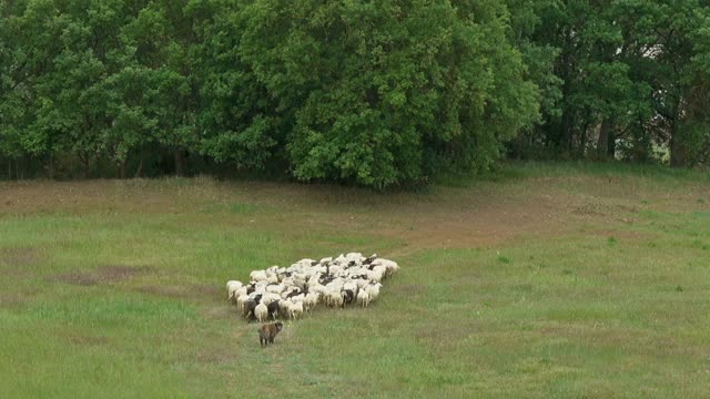在托斯卡纳的田野上，一群羊在狗的看护下视频下载