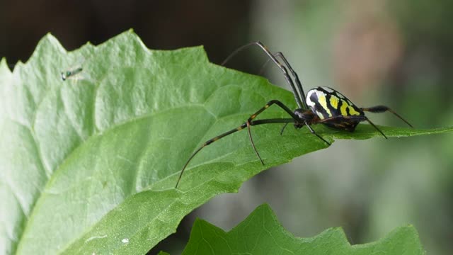 自然界中装饰性的白花蜘蛛视频素材