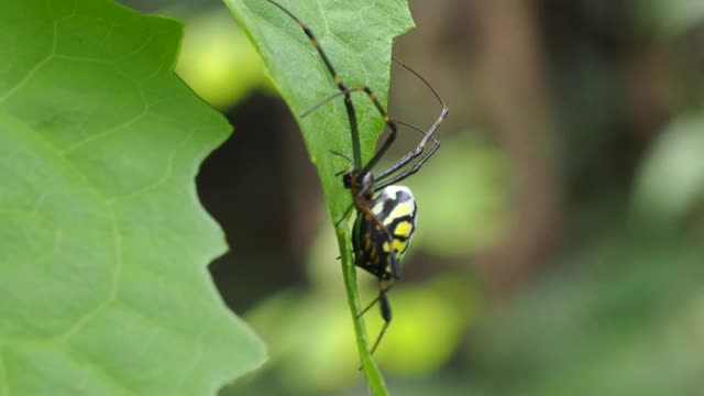 自然界中装饰性的白花蜘蛛视频素材
