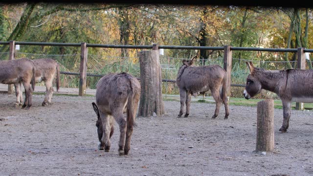 农场围栏内一群安静的灰色驴子视频素材