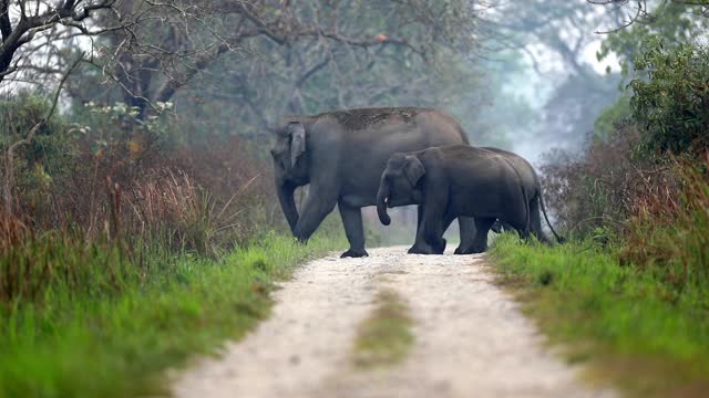 在印度的森林里，一大群亚洲象正在穿过马路视频素材