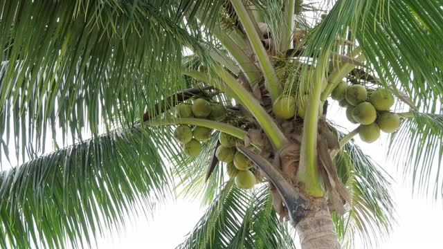 椰子树带着绿色的果实准备收获视频下载