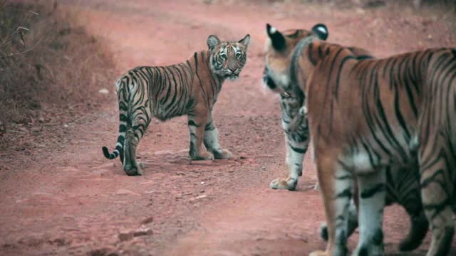 在印度中部森林里，虎妈妈和她的小老虎视频下载