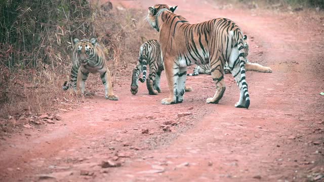 在印度中部森林里，虎妈妈和她的小老虎视频素材
