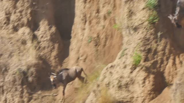 非洲-角马下降悬崖和跨越河流视频下载