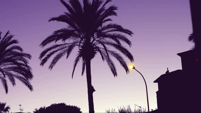 棕榈树映衬着紫色的天空视频素材