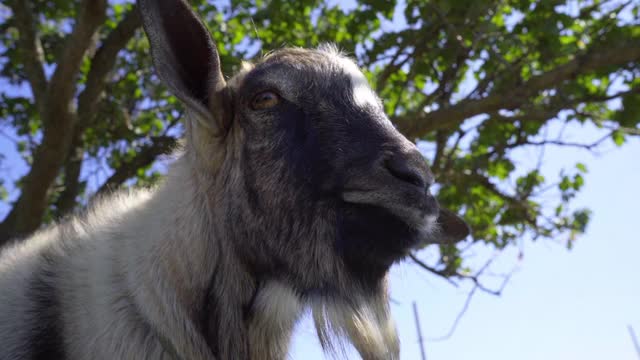 滑稽的大耳朵山羊的肖像。国内的牛视频素材